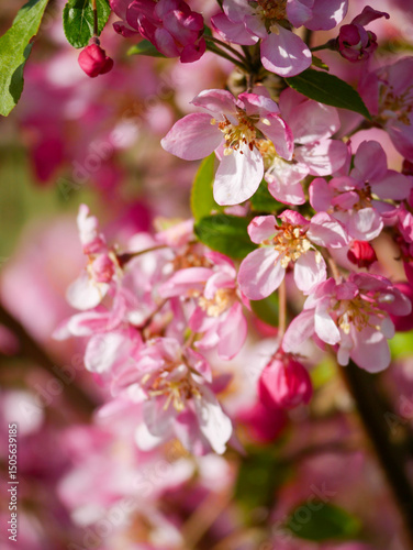 Beautiful white and pink blooms in springtime. Fruit tree flowers. Florals with blue sky in the background. Tree branches filled with small pretty flowers. 