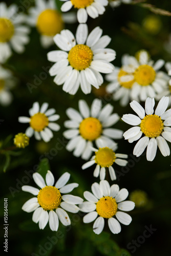 A field of blooming chamomile flowers in the summer sun.