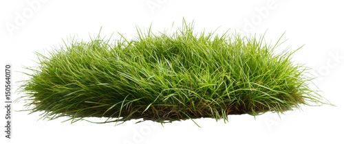 Grass clump on transparent PNG image for composite use