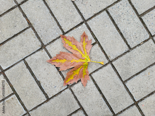 A brown maple leaf of a sycamore tree lies against a background of paving slabs.