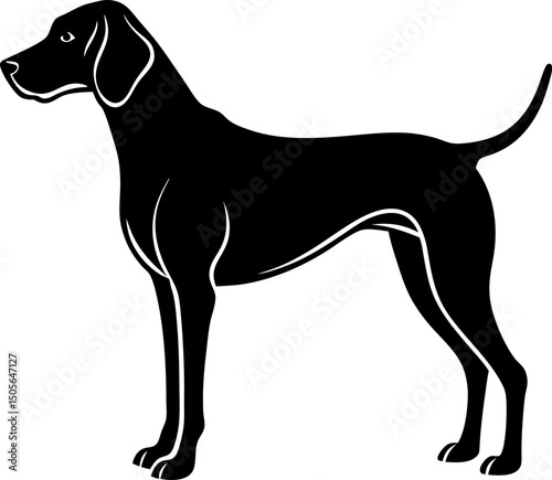 black and white dog