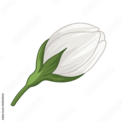 jasmine flower isolated on white background