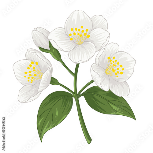 jasmine flowers isolated on white background