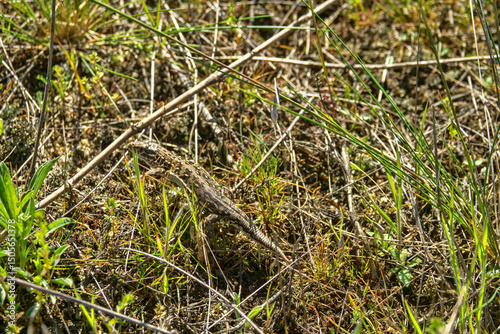 Sand lizard (Lacerta agilis). Regeneration of the lost tail