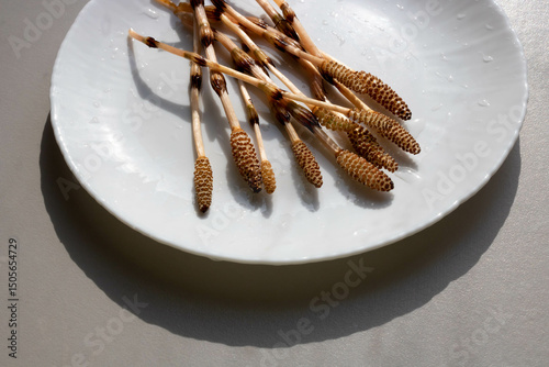 Horsetail is a perennial herbaceous plant with brown stems lying on a white plate.