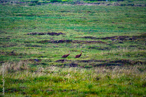 The seaside Chukchi tundra. Two Sandhill cranes (Grus canadensis canadensis). Anadyr Bay, Chukotka