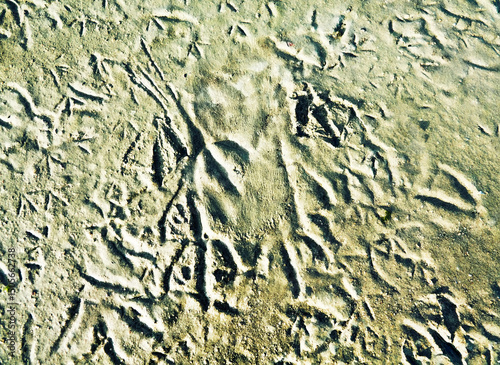 Bird's feet background. Prints of ducks' legs on a muddy shoal, shelducks (Tadorna tadorna)