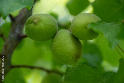 Wallpaper Mural Unripe Apricot on Tree Branch Torontodigital.ca