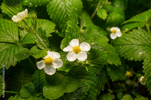 Strawberry flowers and leaves with rain drops, soft focus close up