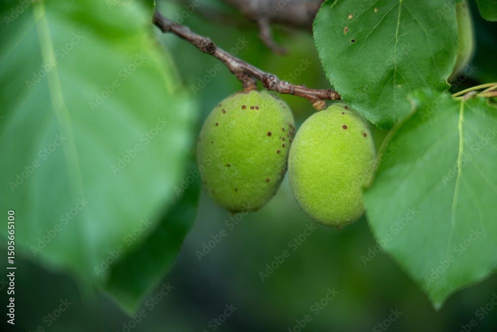Unripe Apricot on Tree Branch Unripe Apricot on Tree Branch