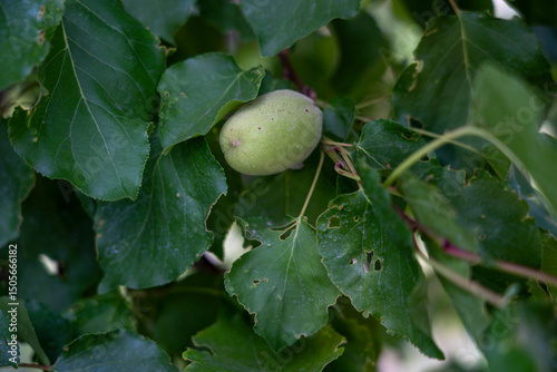 Unripe Apricot on Tree Branch