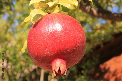 Konstfotografi Pomegranate and orange fruits on the autumn dry leaves fall from tree
