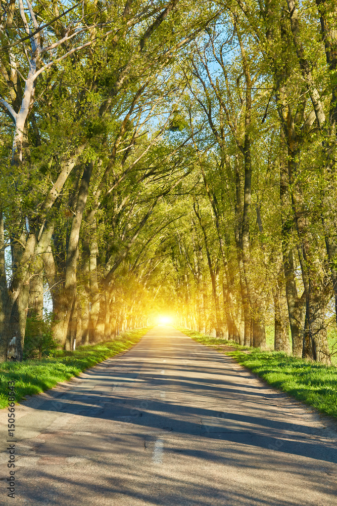 Naklejka premium Country Road Through Tree Tunnel