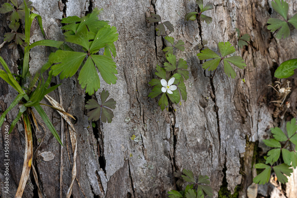 one wood anemone flower growing out of old bark one wood anemone flower growing out of old bark