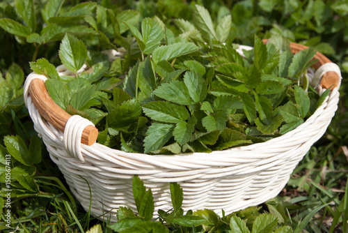 Collecting young leaves of common goutweed in a basket