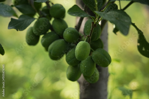 Wallpaper Mural Close-Up of Fresh Young Plum Fruits Growing on Branch Torontodigital.ca