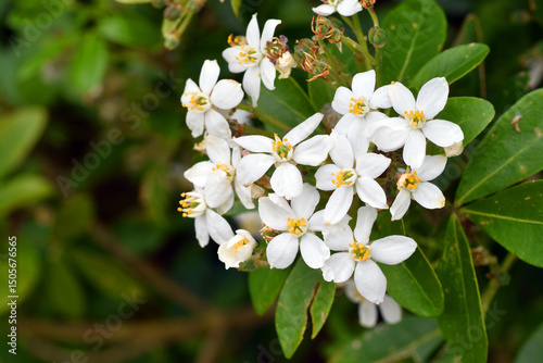 White flowers of the Mexican orange tree (Choisya ternata)
