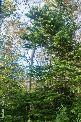 Silver fir, spruce and fir forests. (Abies). Abies sachalinensis with blue-topped needles photo