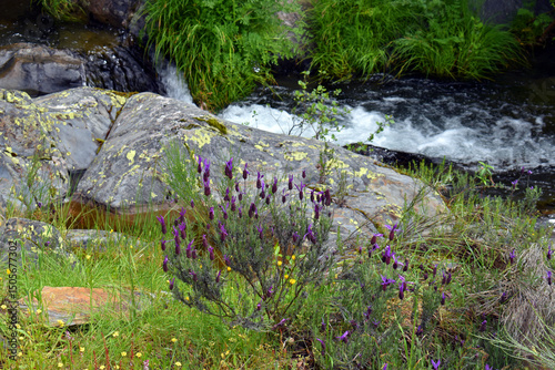 Purple flowers of Spanish L...