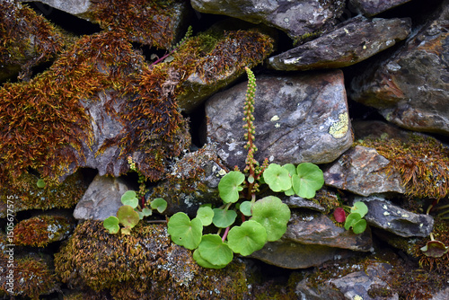 Lithophyte navelwort plant ...