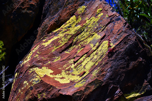 A yellow crustose lichen on...