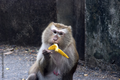 pig-tailed macaque (Macaca leonina) in Vietnam