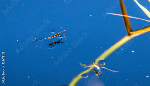 Predatory insects. Common pond skater (Gerris lacustris) social behavior