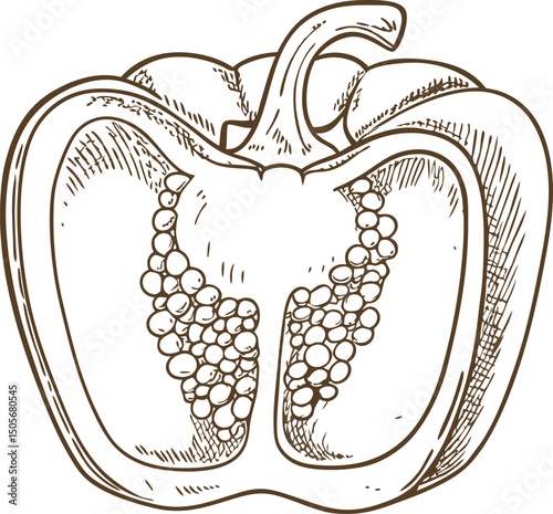 detailed bell pepper sketch on white background intricate line art, vegetable illustration