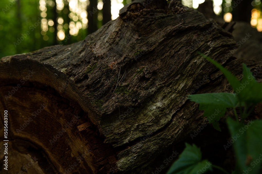 Obraz premium Cut old tree trunk in the forest. Textured brown upper burk of felled log. Closeup portrait. Natural evening colors