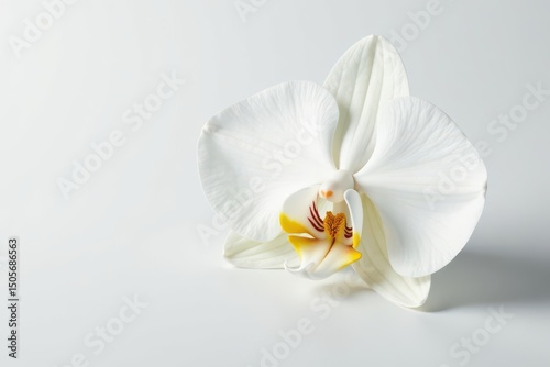 Delicate white orchid blossom on pure white background, wedding, texture