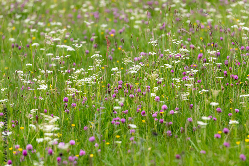 Fototapeta Naklejka Na Ścianę i Meble -  Fleurs de prairies dans les Vosges