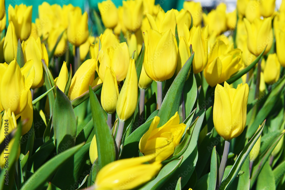 Obraz premium Tulipani