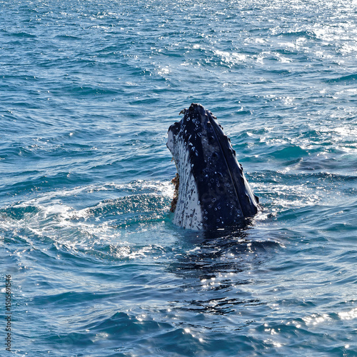 Humpback whale adult surfacing (Megaptera novaeangliae), Hervey Bay photo