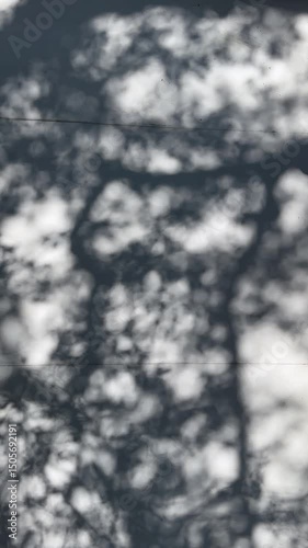 Shadow of tree branches and leaves moving gently in the wind on grey concrete wall in summer, vertical 4k
