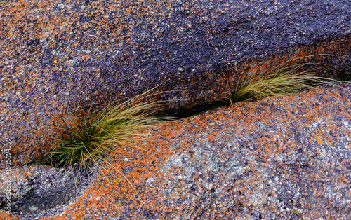 Grass and Lichen on Seaside Rock