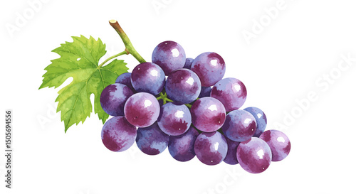 Watercolor Depiction Showcases A Vibrant Bunch Of Ripe Grapes With A Fresh Green Leaf Attached