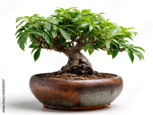 Small bonsai tree with lush green leaves in textured pot, showcasing beauty of nature and tranquility. This exquisite plant adds serene touch to any space