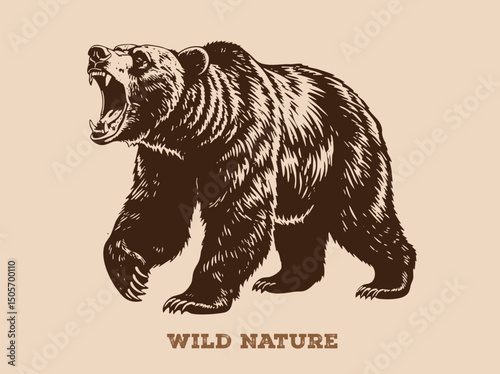 A fierce bear of brown in vector