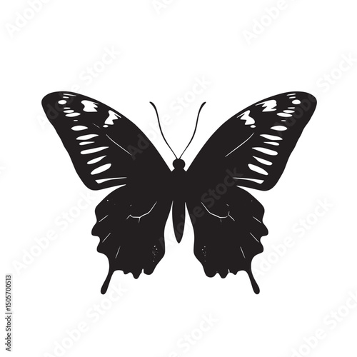 Butterfly with colorful wings isolated on white background