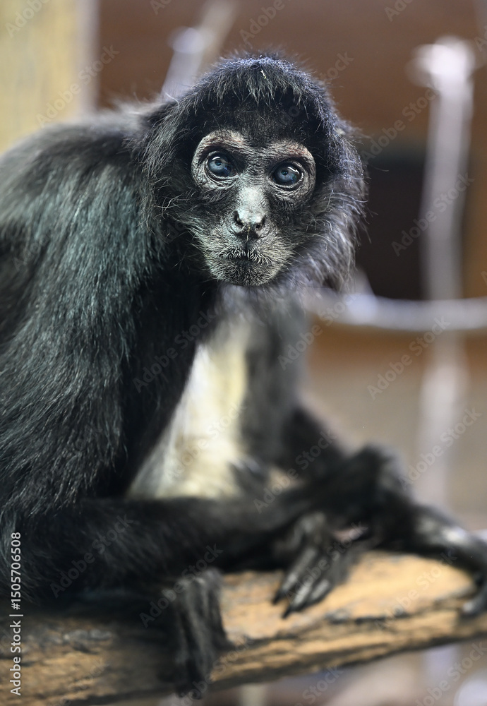 Fototapeta premium Mexican spider monkey
