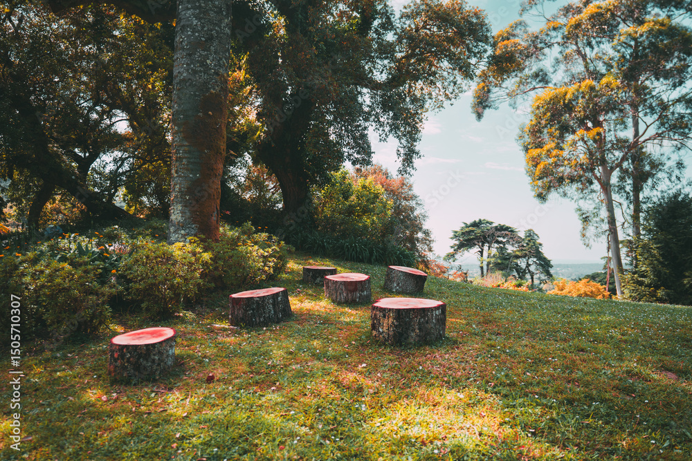 custom made wallpaper toronto digitalScenic forest clearing in Sintra, Portugal, featuring a circle of tree stump seats on a grassy meadow under dappled sunlight, surrounded by lush trees and vibrant foliage in a peaceful setting