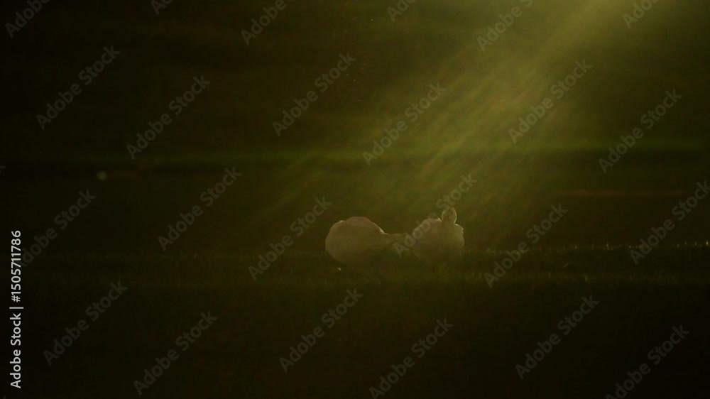 Patos se limpando ao entardecer