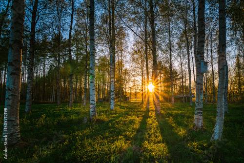 Golden sunset casting a warm glow over a birch tree forest in Sweden during the enchanting White Nights, creating a tranquil and idyllic atmosphere filled with serene beauty.
