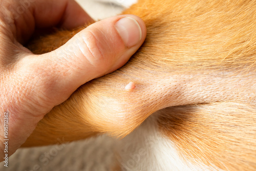 Dog with wart or growth on leg. Hand of veterinarian or pet owner examining small lump or pimple on dogs elbow. Dog skin condition or body care. Female Harrier mix, 3 years old. Selective focus.