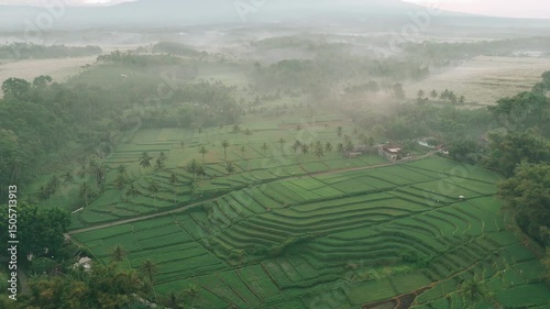 Aerial view of lush green rice terraces with palm trees in Dampit, Malang, East Java, Indonesia, surrounded by morning fog and cloudy weather conditions with a mountain in the distance