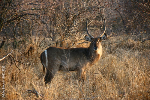 Animal