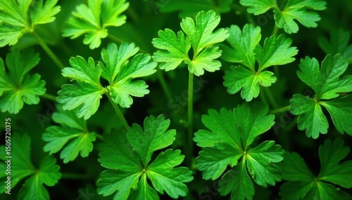 Fresh parsley leaves, intricate natural design , texture, garnish