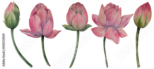Wallpaper Mural Hand drawn lotus flower buds in watercolor style. Watercolor botanical illustration for packaging, wedding decor, textile, branding, spa product, floral design Torontodigital.ca