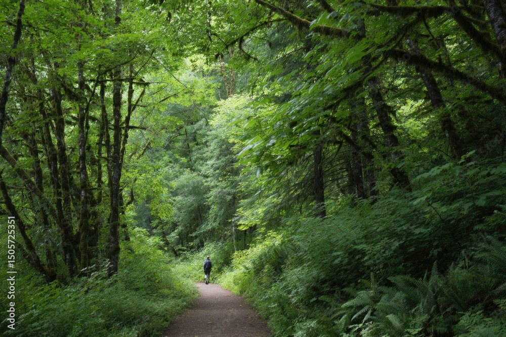 Fototapeta premium solitary hiker traverses serene forest path scene embodying minimalistic tranquility with ample copy space