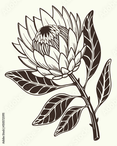 Elegant King Protea Flower Illustration